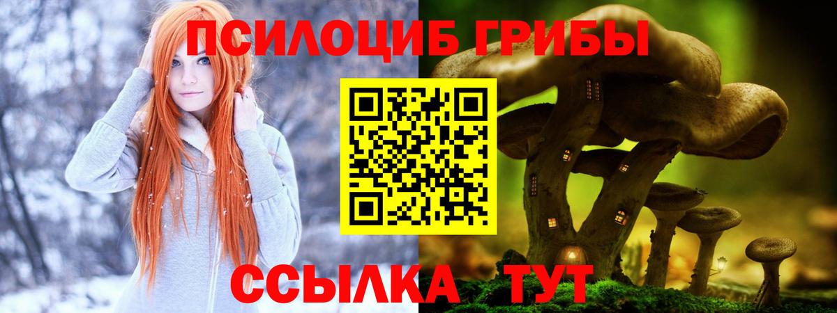 Галлюциногенные грибы Psilocybe Новодвинск